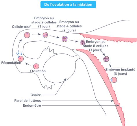 Le parcours des spermatozoïdes jusquà lovule